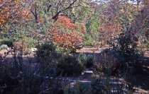 Heath garden,  Morris Arboretum 1965