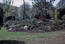 Heath garden,  Morris Arboretum 1965