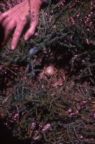 Heath garden,  Morris Arboretum 1966