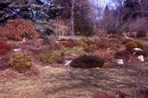 Heath garden,  Morris Arboretum 1968