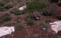 Heath garden,  Morris Arboretum 1966