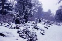 Heath Garden in Winter  1967