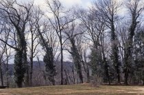 Wissahickon Woods in Winter  1980s