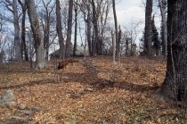 Stairs beside Widener