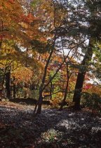 Wissahickon Woods  1980s