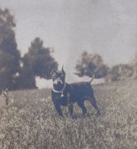 Caesar Outdoors at Compton  ca 1900