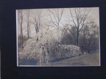 Weeping Cherry Trees in Bloom at No. 2 Bridge  1911