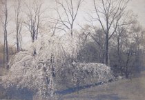 Weeping Cherry Trees in Bloom at No. 2 Bridge  1911