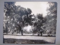 Bloomfield Farmland with Cows