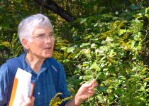 Ann Rhoads Workshop at SCEE University of Nature Day  2014