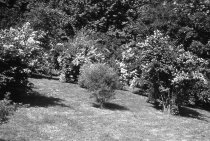 Arboretum View before 1988