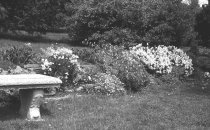Bench in Upper Rose Garden  1950s-1960s