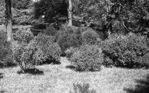 Boxwood Nursery  1960s