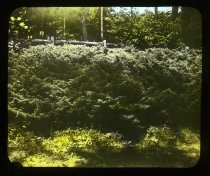 Juniper communis Growing near Swatara, PA  1909
