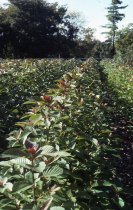 Field Production of Camptotheca from Paul Meyer Plant Collecting 1989
