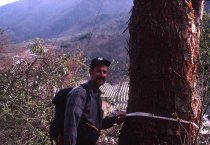 [Unknown Person] Measuring a Tree Trunk from Paul Meyer Plant Collecting Slides  1989