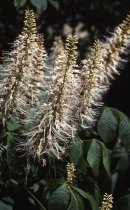 Aesculus parviflora Bottlebrush buckeye July 2000