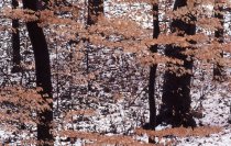 Wissahickon Woods in winter