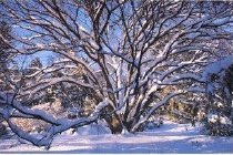 Katsura Tree With Snow  1983