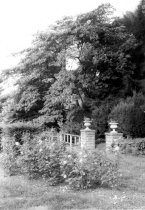 Albizia julibrissin (pink silk tree) next to Rose Garden  1960s