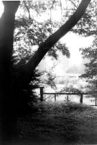 Albizia julibrissin (pink silk tree) next to Rose Garden  1960s