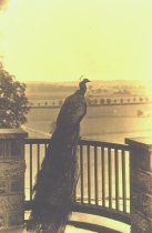 Jimmy the Peacock on Railing of Carriage House (now Widener) ca. 1910