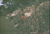 Early Lantern Slides-Rock Wall Garden