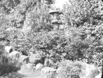 Japanese Lantern in Overlook Garden  1940s