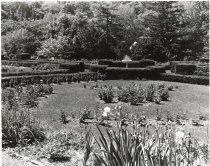 Rose Garden With Marble Fountain in Center  1977