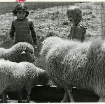 Children watching sheep at Muscoot Farm