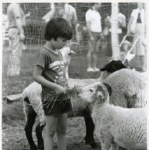 Child feeding sheep at Muscoot Farm