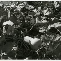 Butternut squash at Muscoot Farm