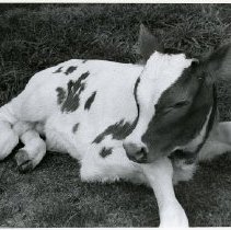 Calf at Muscoot Farm