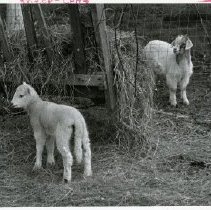 Baby animals at Muscoot Farm