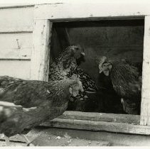 Chickens at Muscoot Farm