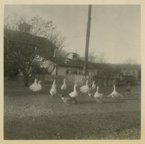 Birds at Log Cabin Farm