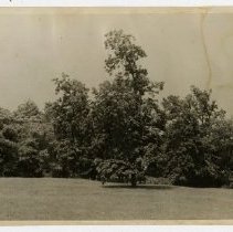 Trees on Souci, property of Georgine Iselin, June 1941