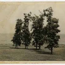 Trees on Souci, property of Georgine Iselin, June 1941 - Long Island Sound in background