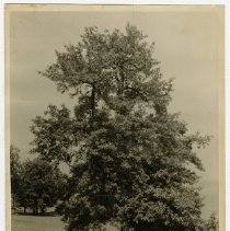 Trees on Souci, property of Georgine Iselin, June 1941 - Long Island Sound in background