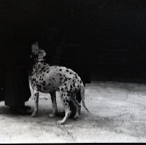 Unidentified woman (member of the Iselin family) with a dog