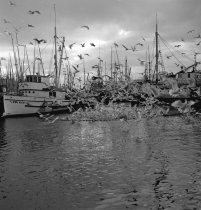 Lady Alice making a herring set at City Float