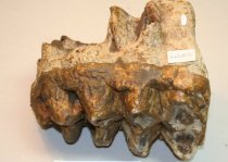 Mastodon Tooth, 54.1.300