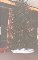 BC Christmas Tree, undated