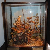 0006 Protective coloration display