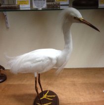 1937 Snowy Egret