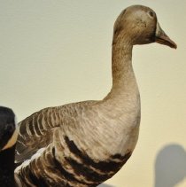 1949 Greater White-fronted Goose
