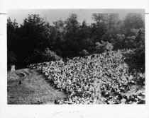 The first Mountain Play performance, 1913