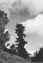 Dipsea Race-Tree on Trail, circa 1931