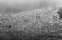 Mountain Play "Tally Ho" starring Juanita Miller, 1919