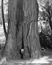 Large Tree Trunk in Muir Woods, date unknown
